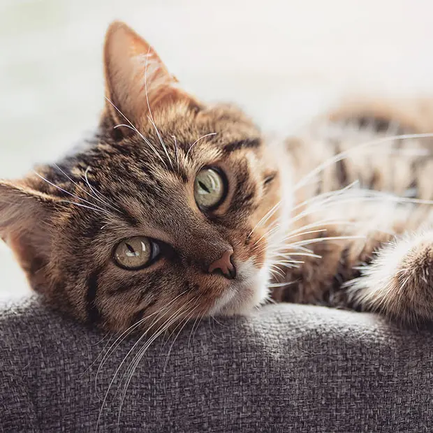 Котка лежи върху диван и гледа